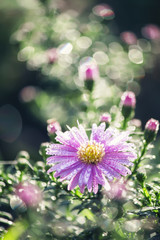 Lilac flower with dew drops on a natural background with bokeh,