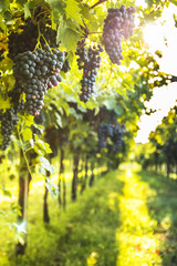 Bunches of ripe grapes before harvest.

