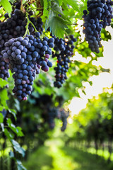 Bunches of ripe grapes before harvest.
