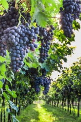 Bunches of ripe grapes before harvest.
