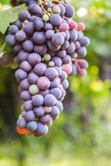 Bunches of ripe grapes before harvest.
