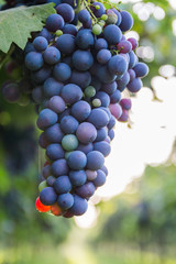 Bunches of ripe grapes before harvest.
