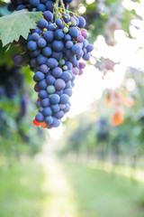 Bunches of ripe grapes before harvest.
