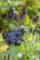 Bunches of ripe grapes before harvest.
