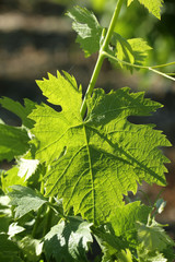 Feuille de vigne