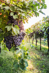 Bunches of ripe grapes before harvest.
