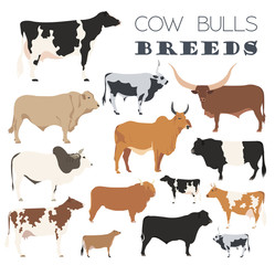 Cattle breeding. Cow, bulls breed icon set. Flat design - obrazy, fototapety, plakaty