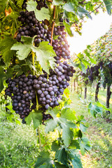 Bunches of ripe grapes before harvest.
