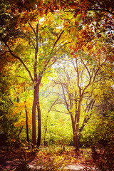 Obraz premium Sunny day in outdoor park with colorful autumn trees. Amazing bright colors of nature landscape