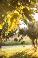 Bunches of ripe grapes before harvest.
