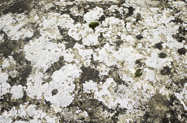 Black Urban Wall