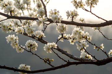 cherry blossom