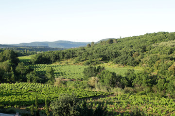 Vignes - Languedoc