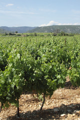 Fototapeta na wymiar Vignes - Languedoc