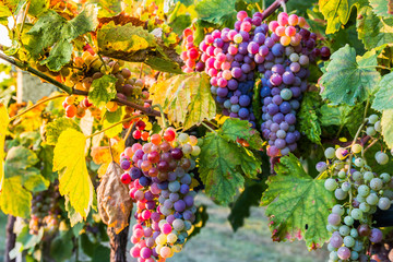 Bunches of ripe grapes before harvest.
