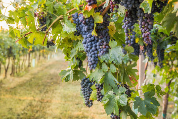 Bunches of ripe grapes before harvest.
