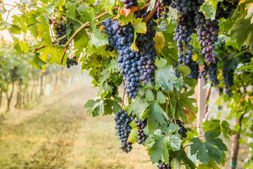 Bunches of ripe grapes before harvest.

