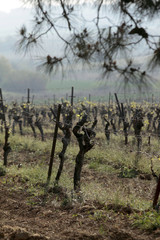 Vignes - Languedoc