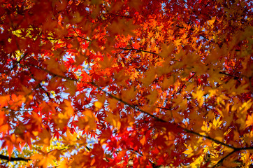 Autumn maple tree leaves