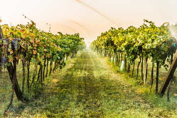 Fototapeta premium Bunches of ripe grapes before harvest. 