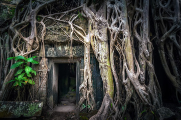 Ancient Khmer architecture. Ta Prohm temple with giant banyan tree at Angkor Wat complex. Siem...