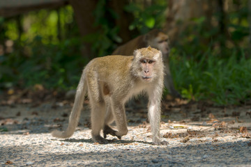 Naklejka na ściany i meble Monkey lives in a natural forest of Thailand.