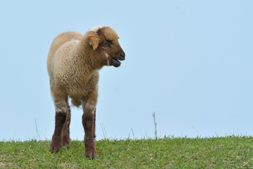 Cute Lamb against blue sky