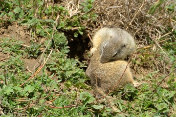 Naklejka na ściany i meble European Ground Squirrel in Springtime