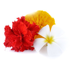 Tropical flowers isolated in white background