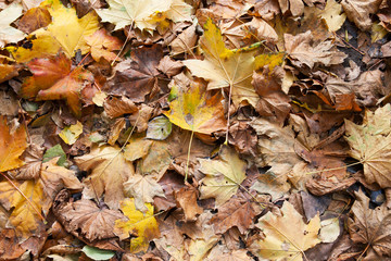 Autumn background from maple leaves