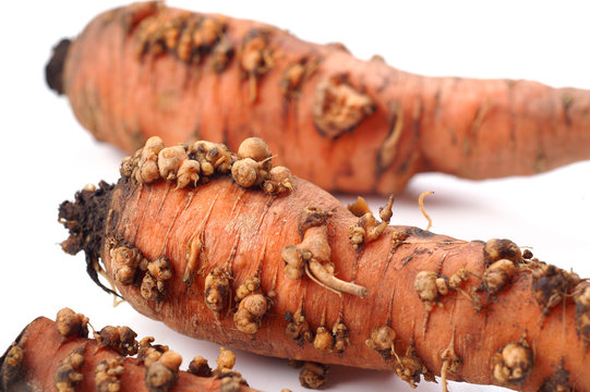 Vegetable pathogen - Meloidogyne hapla on carrots