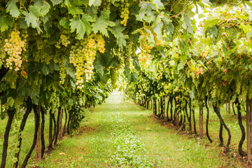 Bunches of ripe grapes before harvest.
