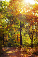 Sunny day in outdoor park with colorful autumn trees. Amazing bright colors of nature landscape