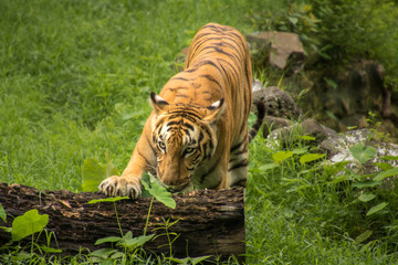 Obraz premium Królewski Tygrys Bengalski w Parku Narodowym Sunderbans