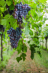 Bunches of ripe grapes before harvest.
