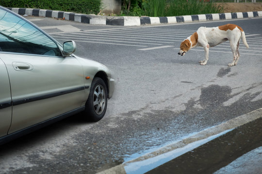 Как выглядит дороги собака Dog Accident Images - Browse 7,416 Stock Photos, Vectors, and Video Adobe Stock