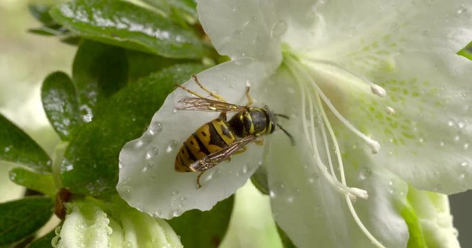 Close up of yellow jacket pollinating white flower