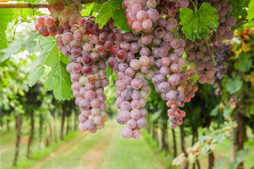 Bunches of ripe grapes before harvest.
