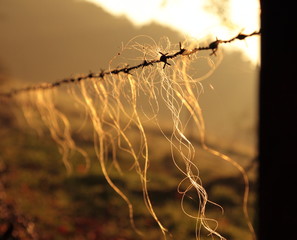 Stacheldraht mit Haaren im Morgenlicht