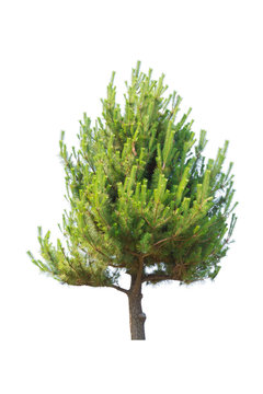 Pine tree for decor isolated on white background.