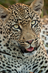 Fototapeta na wymiar Leopard Face Close Up, Sabi Sand Game Reserve, South Africa