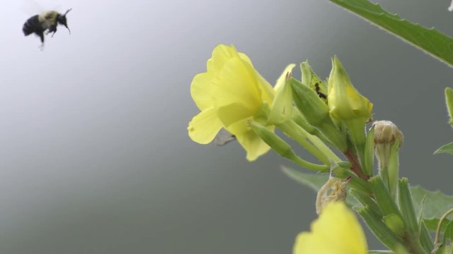 Close up of bumblebee pollinating common evening primrose flower