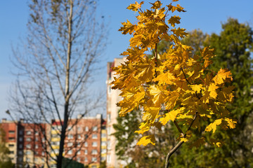 Naklejka premium желтые кленовые листья осенью 