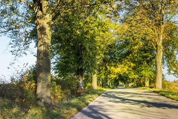 Fototapeta premium Avenue of trees in autumn. Beautiful road. Background. Sunlight. Nature. Poland. 