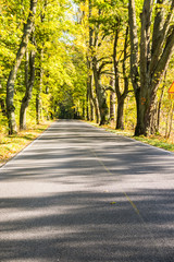 Avenue of trees in autumn. Beautiful road. Background. Sunlight. Nature. Poland.
