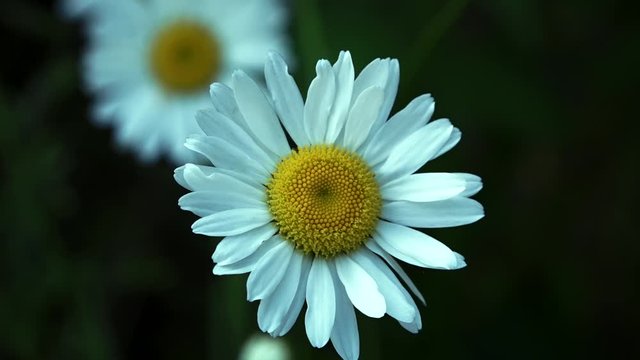 Close of daisy flower