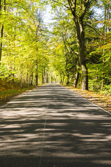 Fototapeta premium Avenue of trees in autumn. Beautiful road. Background. Sunlight. Nature. Poland. 
