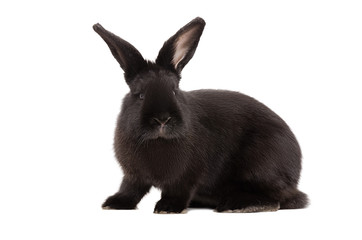 Portrait of a black rabbit