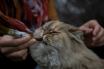 Aufmerksame Katze