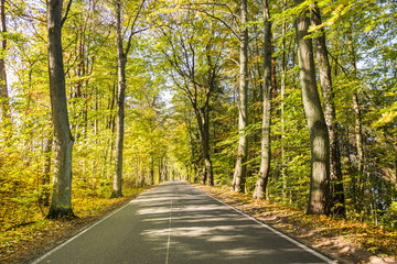 Fototapeta na wymiar Avenue of trees in autumn. Beautiful road. Background. Sunlight. Nature. Poland. 
